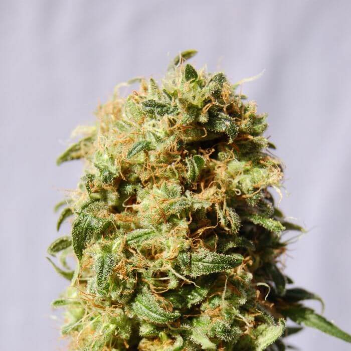 Kaboom aka La Reina de Africa - Alchimia