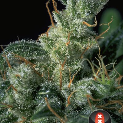Kali Mist - Regular - Alchimia