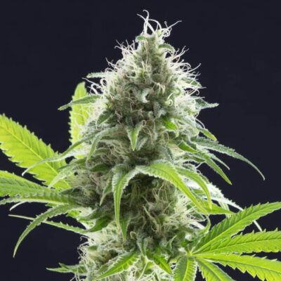 Kama Kush CBD - Alchimia