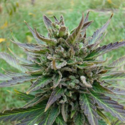 Kickass Auto B.Lee Auto - Alchimia
