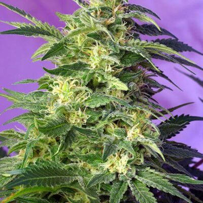 Killer Kush Auto - Alchimia