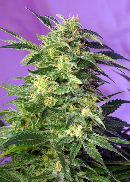 Killer Kush Auto - Alchimia