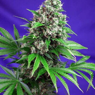 Killer Kush F1 Fast Version - Alchimia