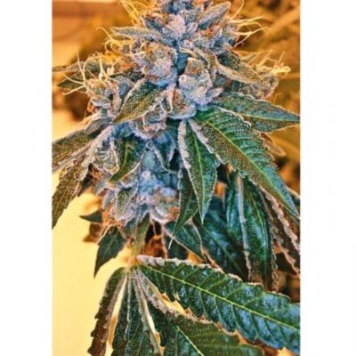 Kosher Kush - Alchimia