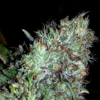 Kush del Arriero - Alchimia