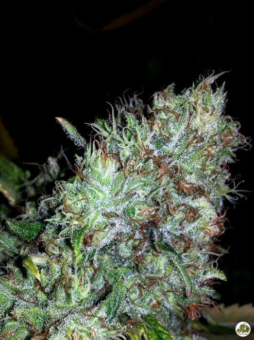 Kush del Arriero - Alchimia