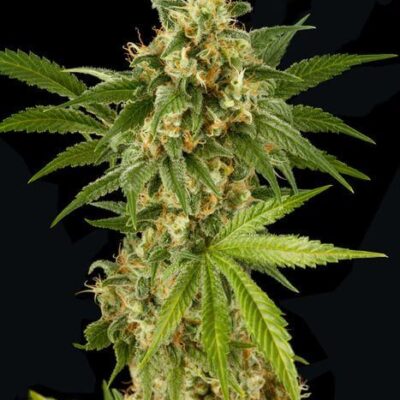 Kush 'N' Cheese - Alchimia