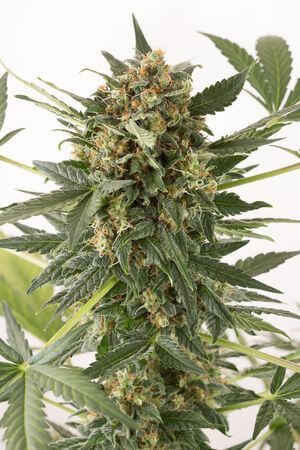 Kush 'N' Cheese Auto - Alchimia