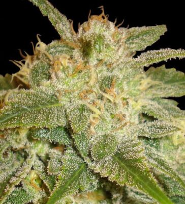 La Bella Afrodita - Alchimia