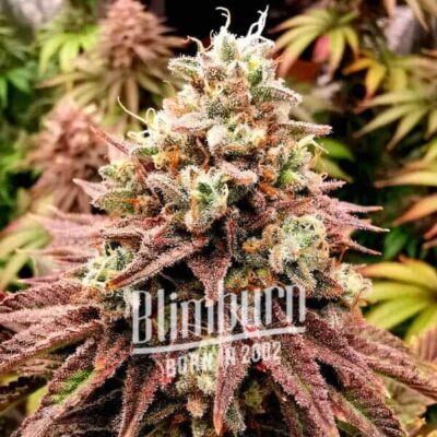 Lava Cake - Alchimia