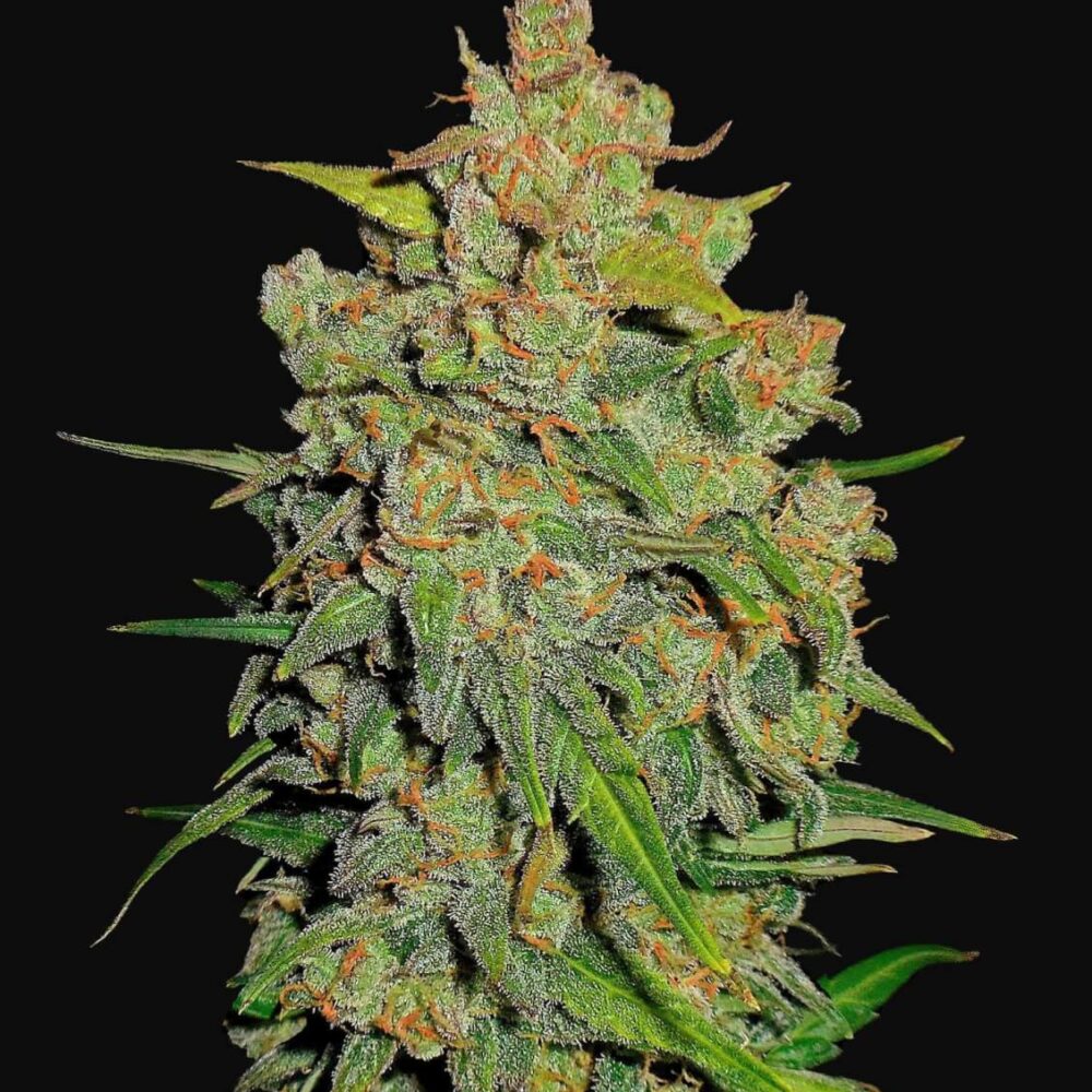 Lemon Auto AK - Alchimia