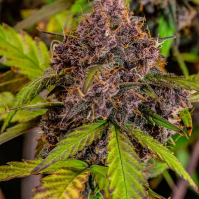 Lemon Cherry Cookies Auto - Alchimia