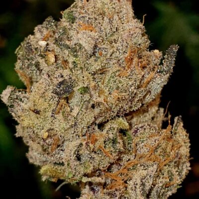 Lemon Cherry Gelato - Alchimia
