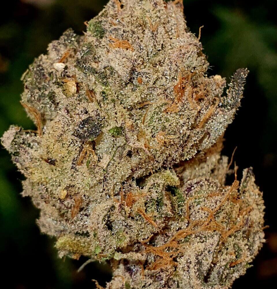 Lemon Cherry Gelato - Alchimia