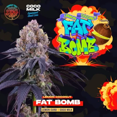 Lemon Coconut Fat Bomb  3 Free Fem - Alchimia