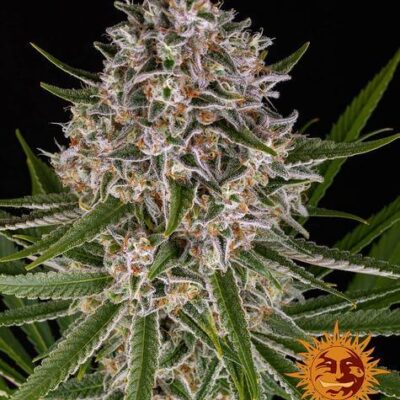 Lemon Haze Auto - Barney's Farm - Alchimia