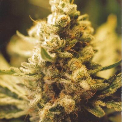 Lemon Kush - Alchimia
