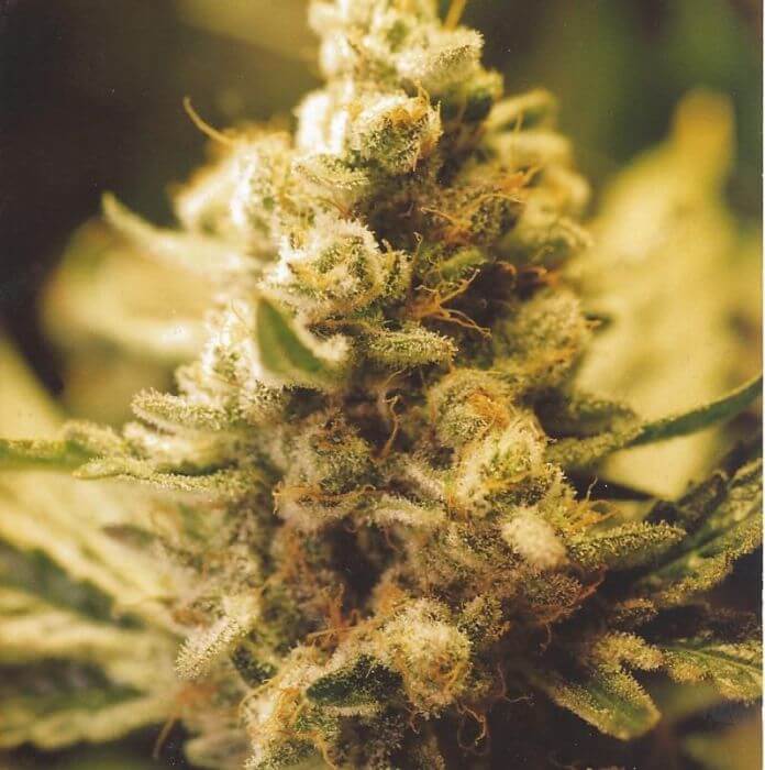 Lemon Kush - Alchimia