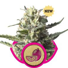 Lemon Shining Silver Haze Lemon Haze - Alchimia