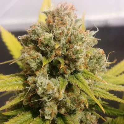 Lemon Z - Alchimia