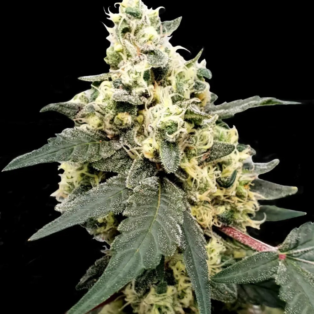 Lemonade Auto - Alchimia
