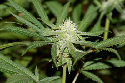 Lemonchello Haze - Alchimia