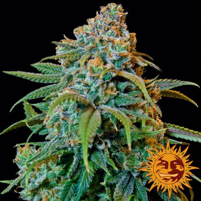 Liberty Haze - Alchimia