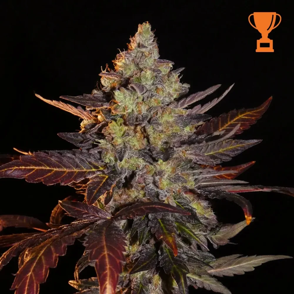 Limon Blanco V3 - Alchimia