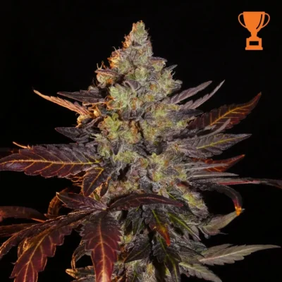 Limon Blanco V3 - Alchimia