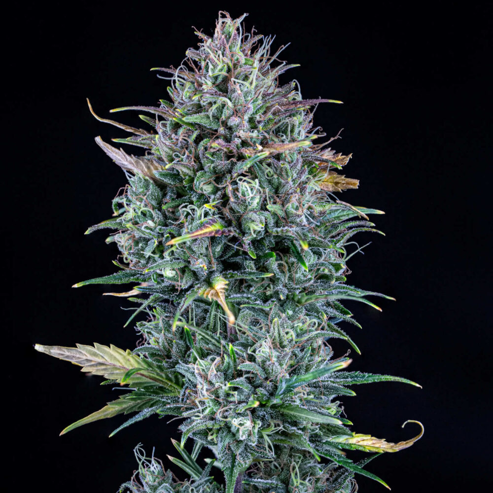 Livers Bx1 Auto - Alchimia
