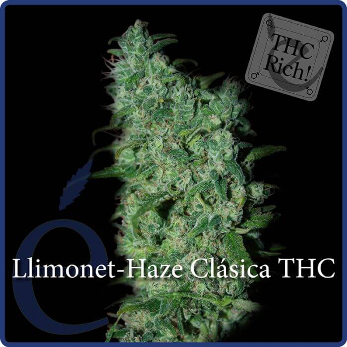 Llimonet Haze - Alchimia