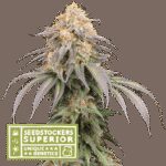 Mandarin Panties Auto