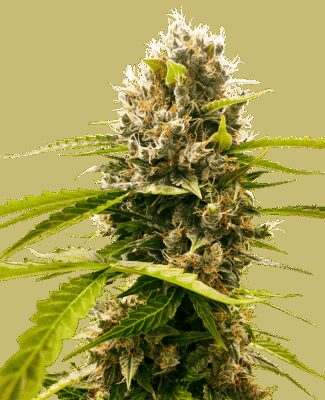 Mandarin Punch - Alchimia