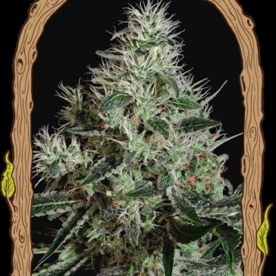 Mango Cream - Alchimia