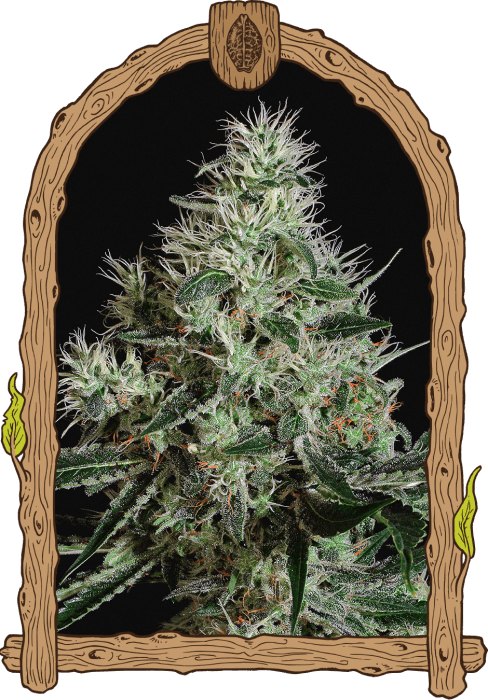 Mango Cream - Alchimia