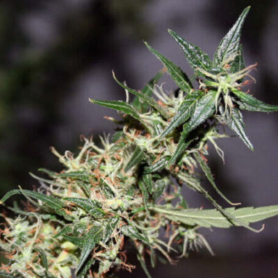 Mango Haze - - Alchimia