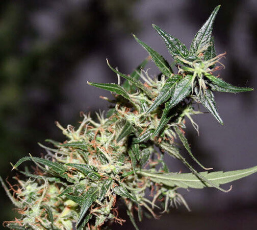 Mango Haze - - Alchimia