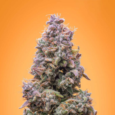 Mango Smile Auto - Alchimia