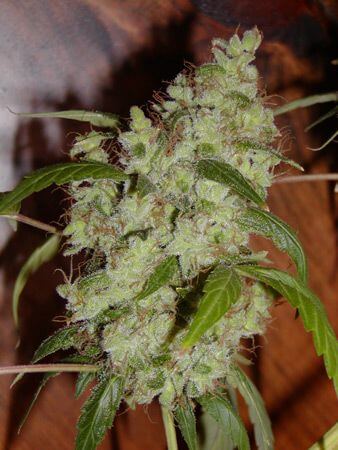 Mango x Widow - - Alchimia