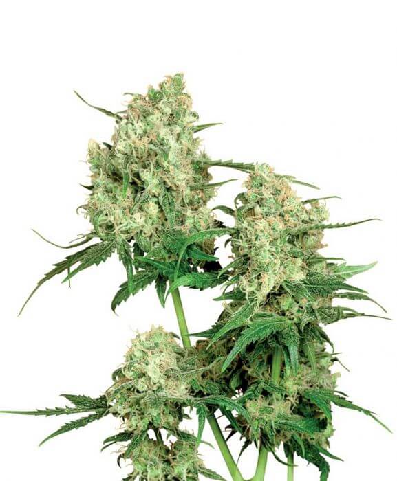 Maple Leaf Indica - Regular - Alchimia