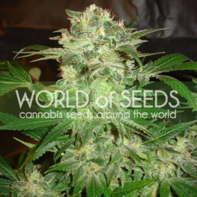 Mazar Kush - Alchimia