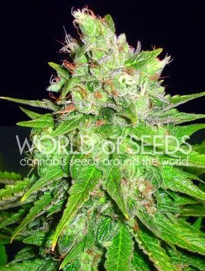 Mazar x Great White Shark - Alchimia