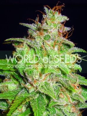 Mazar x White Rhino - Alchimia