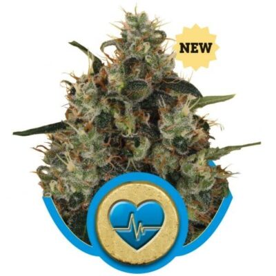 Medical Mass - Alchimia