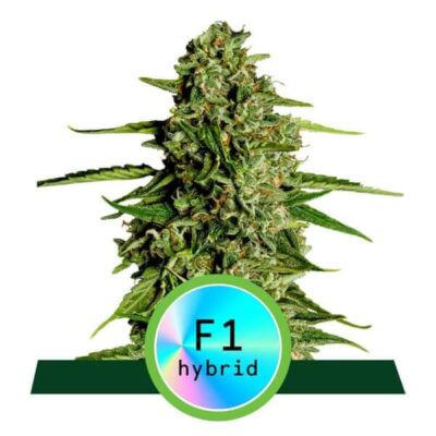 Medusa F1 Auto - Alchimia