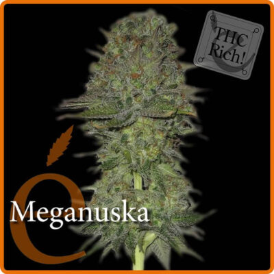 Meganuska - Alchimia