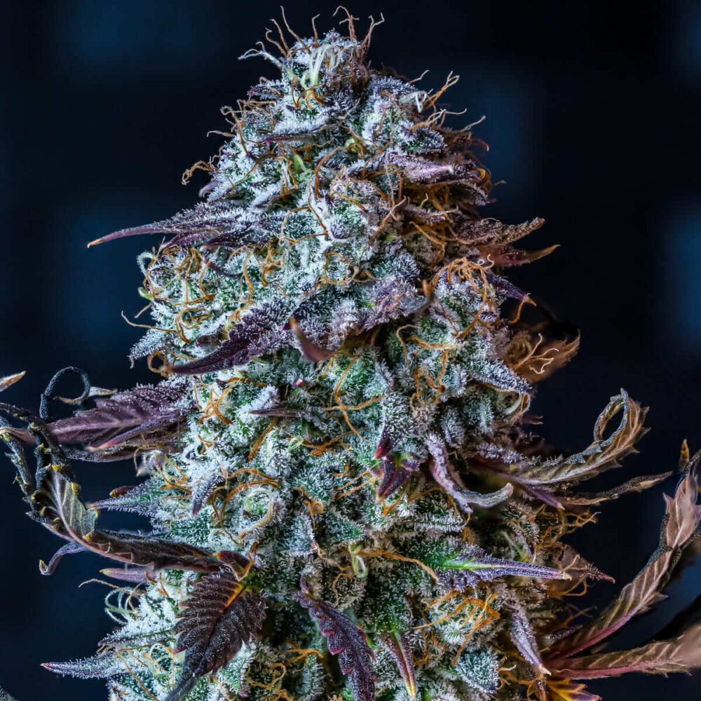 Mephisto's Wedding Auto - Alchimia
