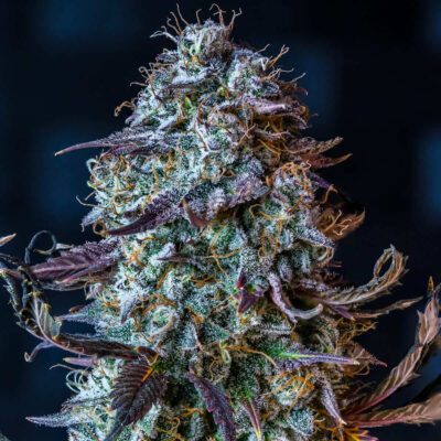 Mephisto's Wedding Auto - Alchimia