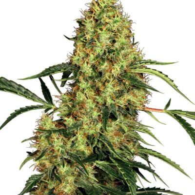 Mexican Sativa - Regular - Alchimia