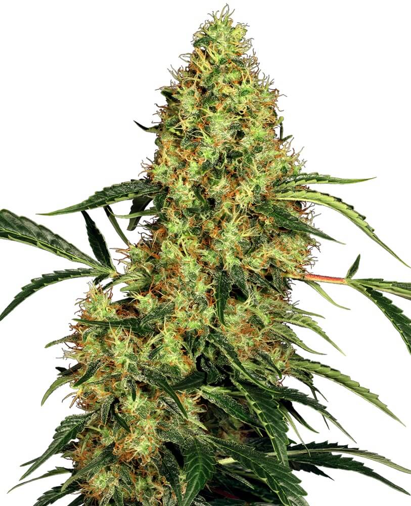 Mexican Sativa - Regular - Alchimia